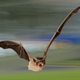 Foto: MPI for Ornithology/Getty